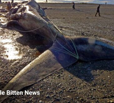 BLUE WHALE BITTEN IN HALF 2021