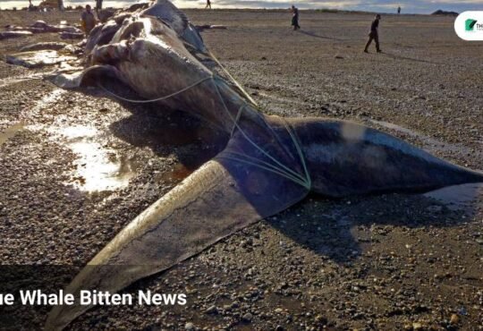 BLUE WHALE BITTEN IN HALF 2021