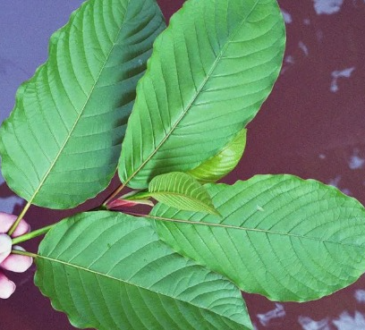 Kratom