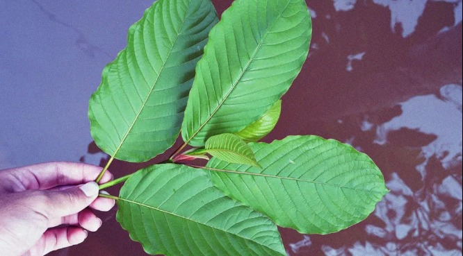 Kratom