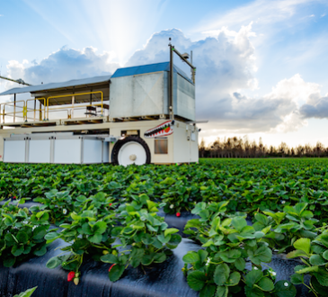 Strawberry Picker