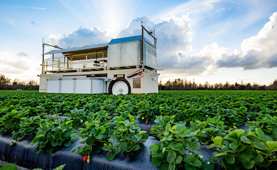 Strawberry Picker