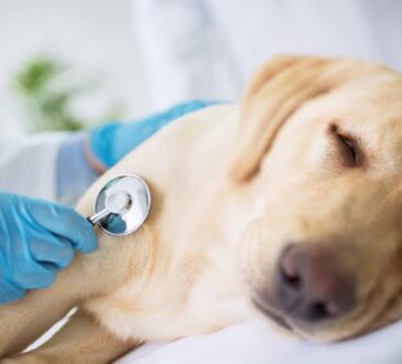 Pet Insurance