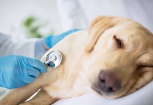 Pet Insurance