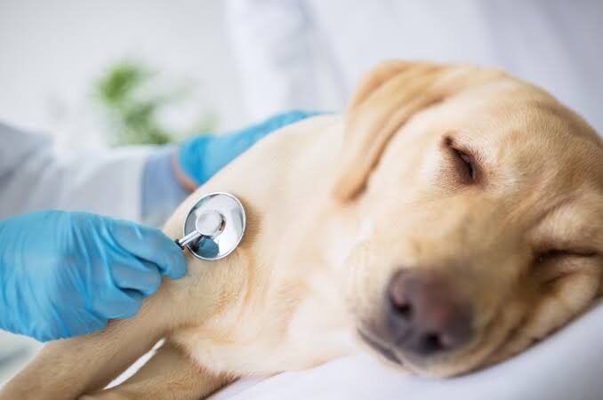 Pet Insurance