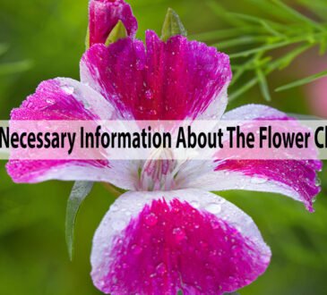 All Necessary Information About The Flower Clarkia
