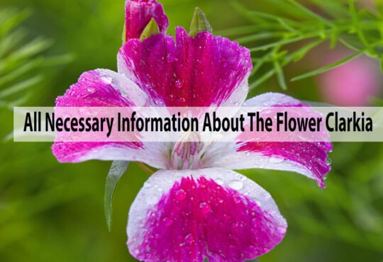 All Necessary Information About The Flower Clarkia