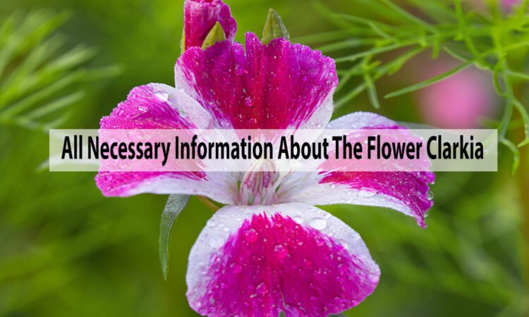 All Necessary Information About The Flower Clarkia
