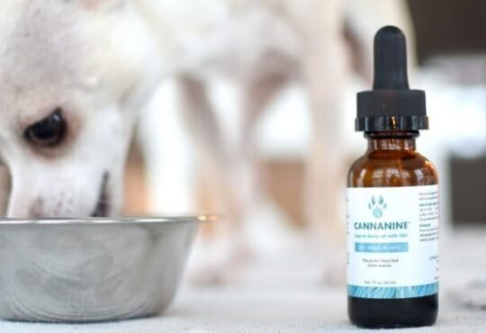 CBD Oil Take Effect On Dogs