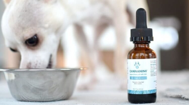 CBD Oil Take Effect On Dogs