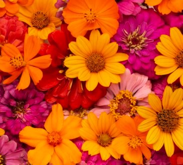 flowers online