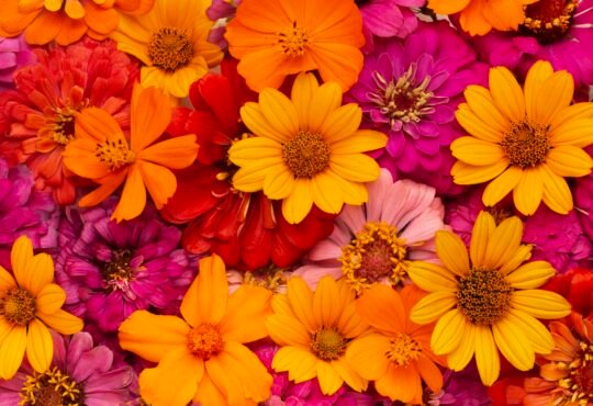 flowers online