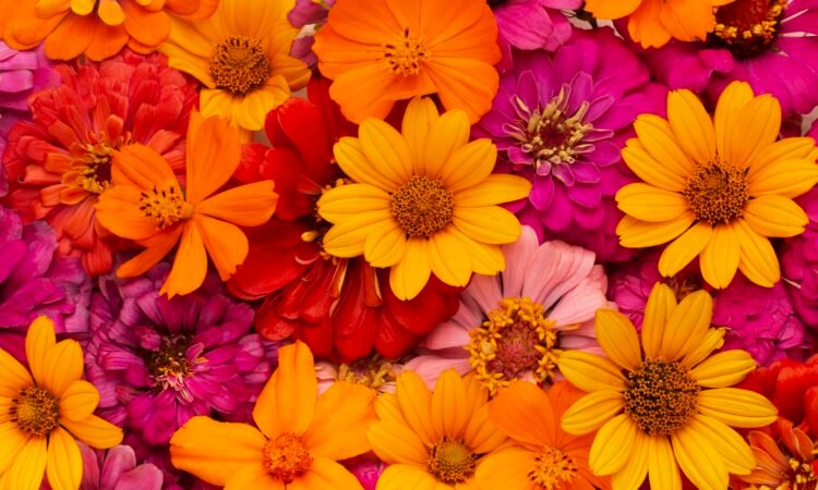 flowers online