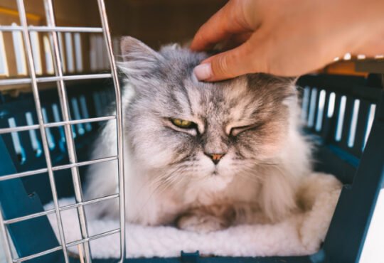 Pet Transport