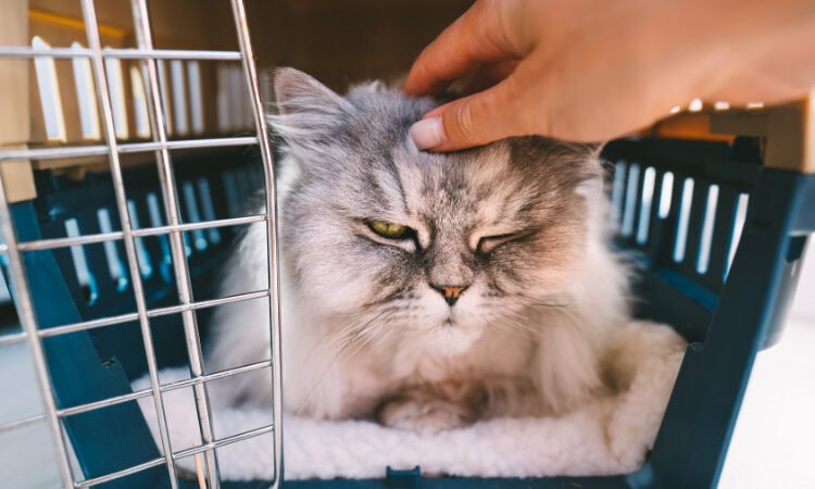 Pet Transport