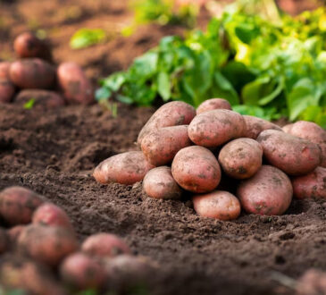 Potatoes