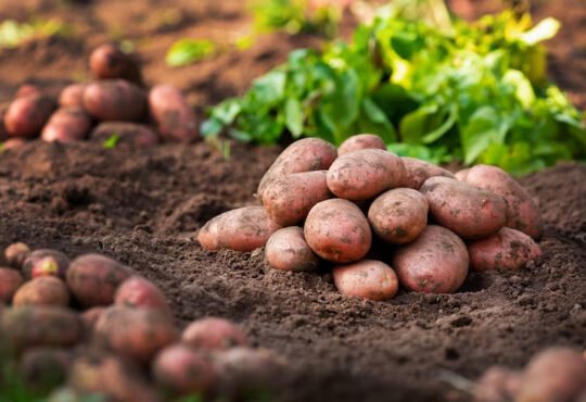 Potatoes