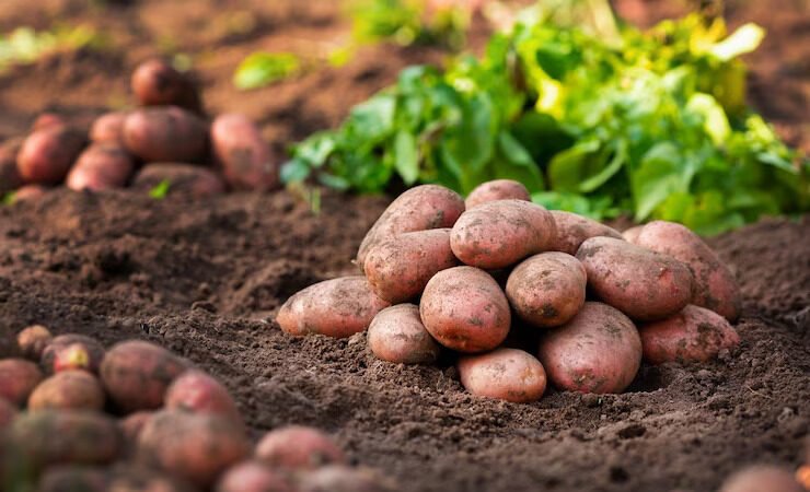 Potatoes