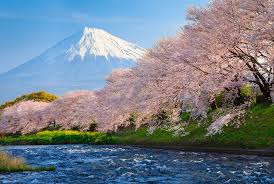 A Guide to Japan’s Cherry Blossom Season