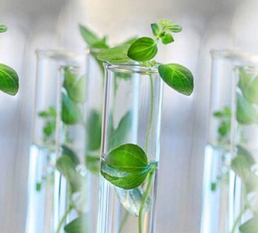Tissue Culture Plants