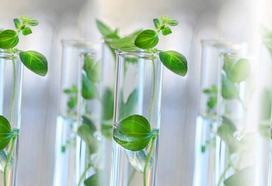 Tissue Culture Plants