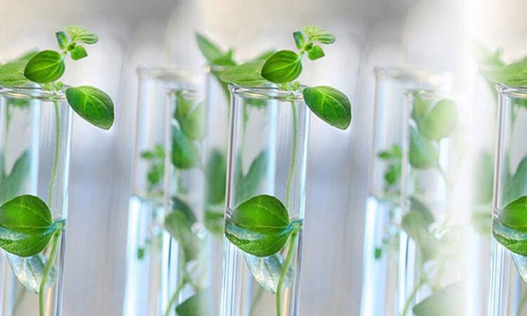 Tissue Culture Plants