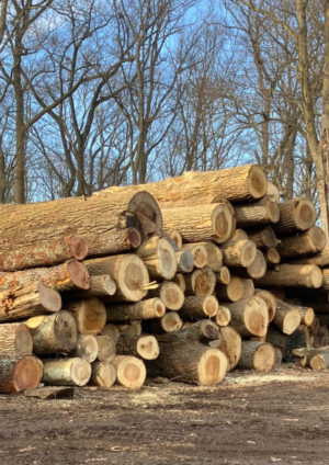 Tree Removal Services