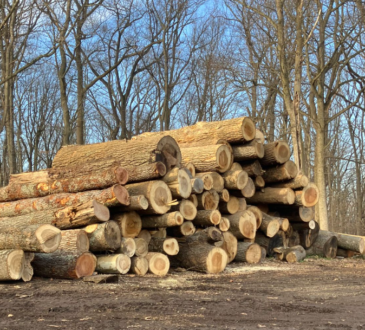 Tree Removal Services
