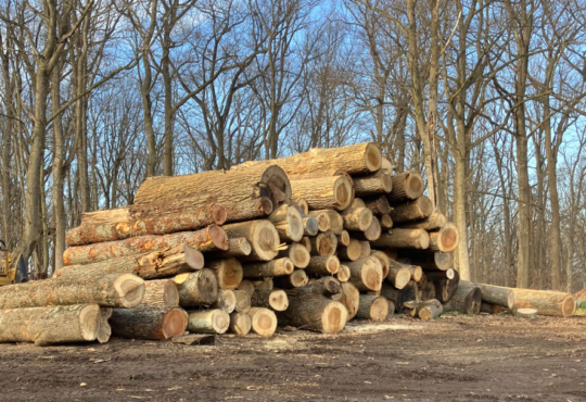 Tree Removal Services