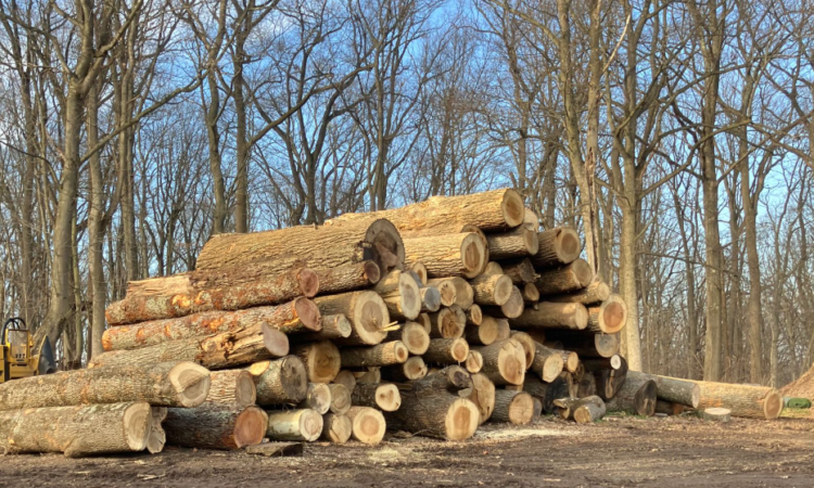 Tree Removal Services